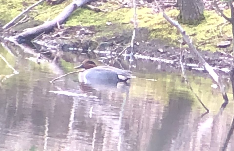 tphfor3's tweet photo. Green winged teal on upper pool, prospect park, hanging out with the belted kingfisher. #birdbk. https://t.co/yE1t4YEuiP