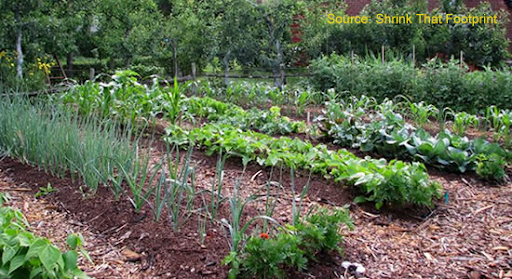 Here is a great garden planting guide from Colorado State Extension to help know how deep to plant seeds and how far to space seeds and transplants in rows.

ow.ly/WJIF50z3Qpo