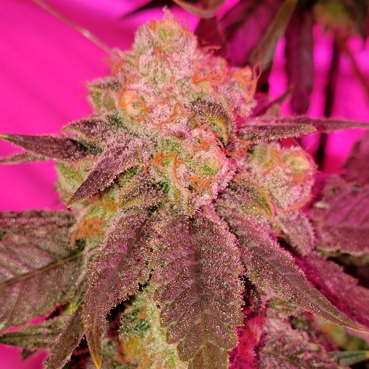 _NativeGround_'s tweet photo. Pineapple Muffin 💚🔥 #oklahomaweed #oklahomacitycannabis #oklahomacannabisgrowers #oklahomagrown #oklahomamarijuana #growyourown #sativa #cannabis #weed #cannabisindustry https://t.co/s538GMaftY