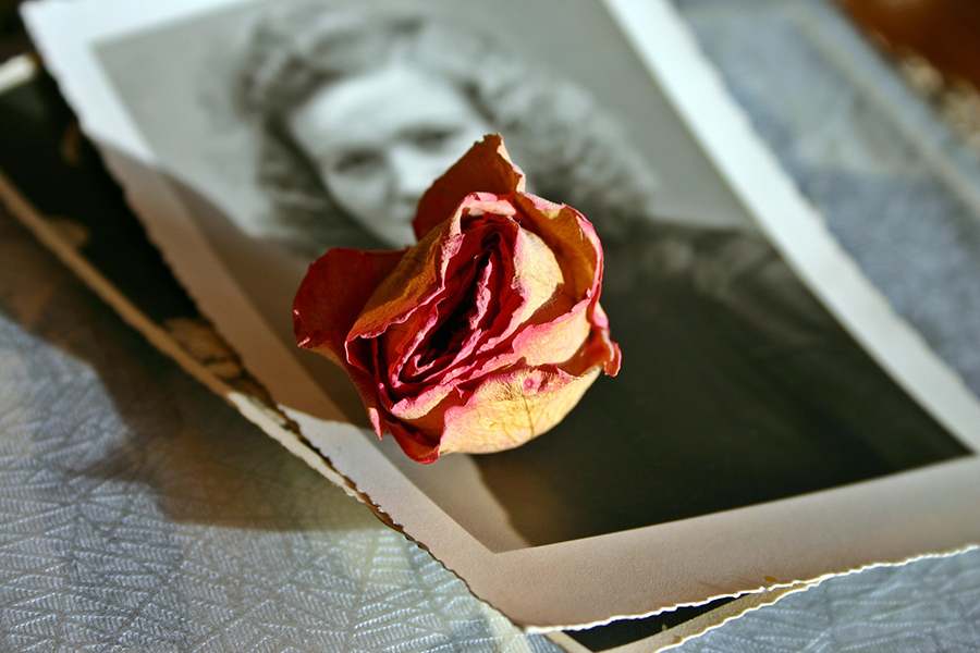 a dried rose on top of an old 1940s style vintage photo of a woman