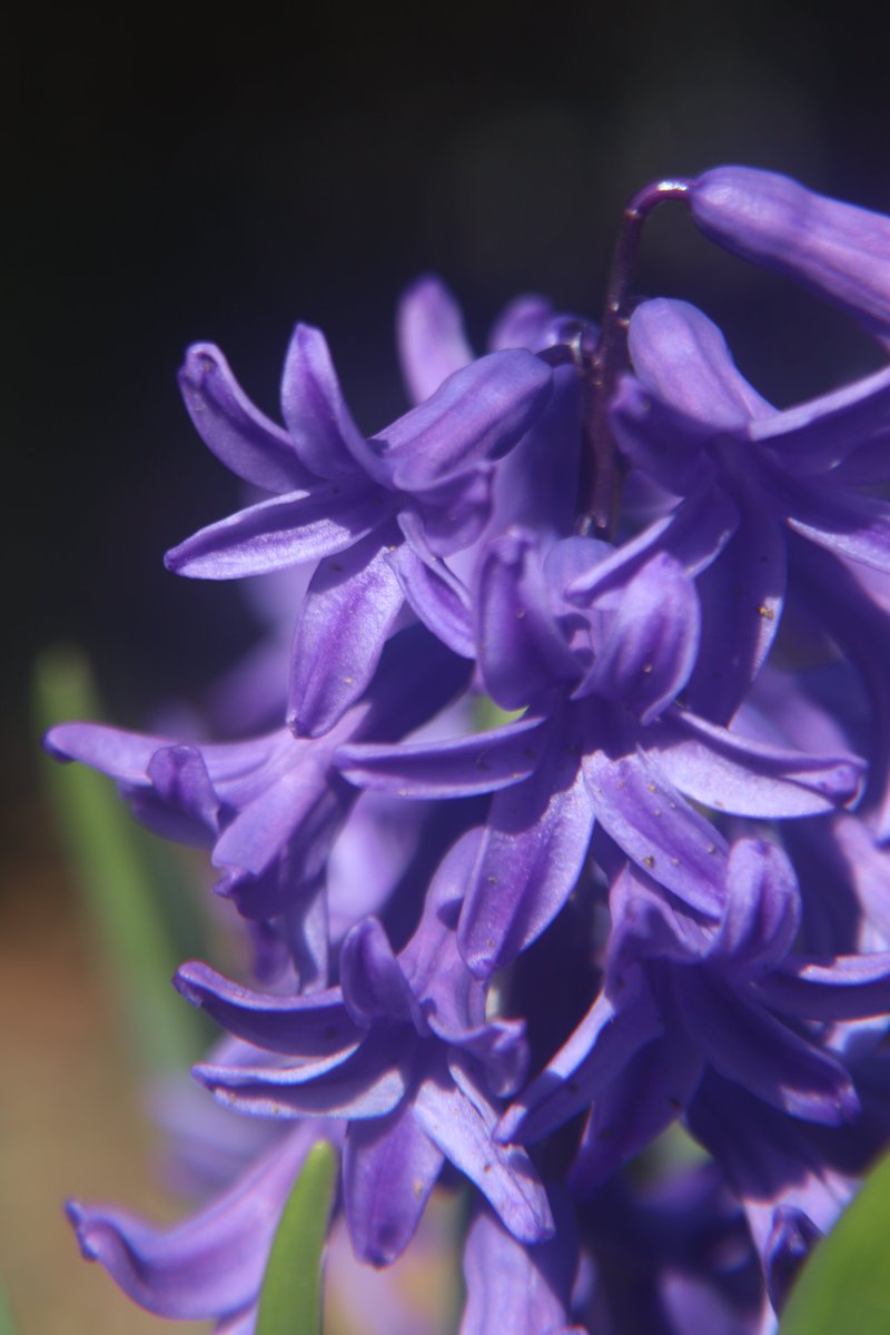 @TindalTeresa @Priya_Buldeo @ArenaFlowers @Botanygeek @ftdflowers @WeddingWire @weddingchicks @finegardening @lifeisagardensa @WstLondonGarden @SIGardens Yes, it's a hyacinth 😇