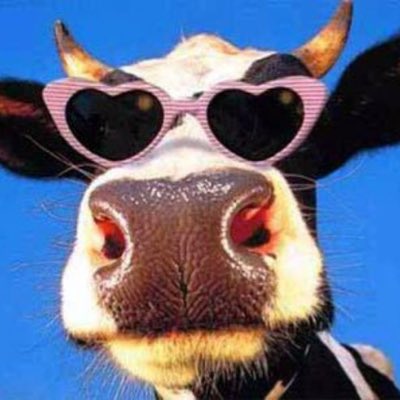 cowimooo's tweet photo. mee goin moo moo https://t.co/tDymYDOyEv