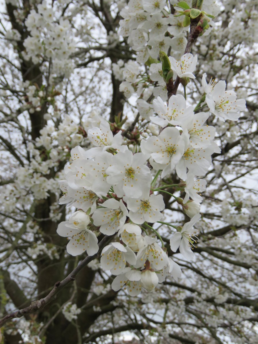 We're entering the final phase of the cherry blossom season. To me it's like a 3 month firework display. Here are 8 sorts you can see now/soon. 1. Wild Cherry (Gean) - a native but also much planted in parks & gardens. Often very tall. Grps of bowl-shaped flwrs on long stalks.