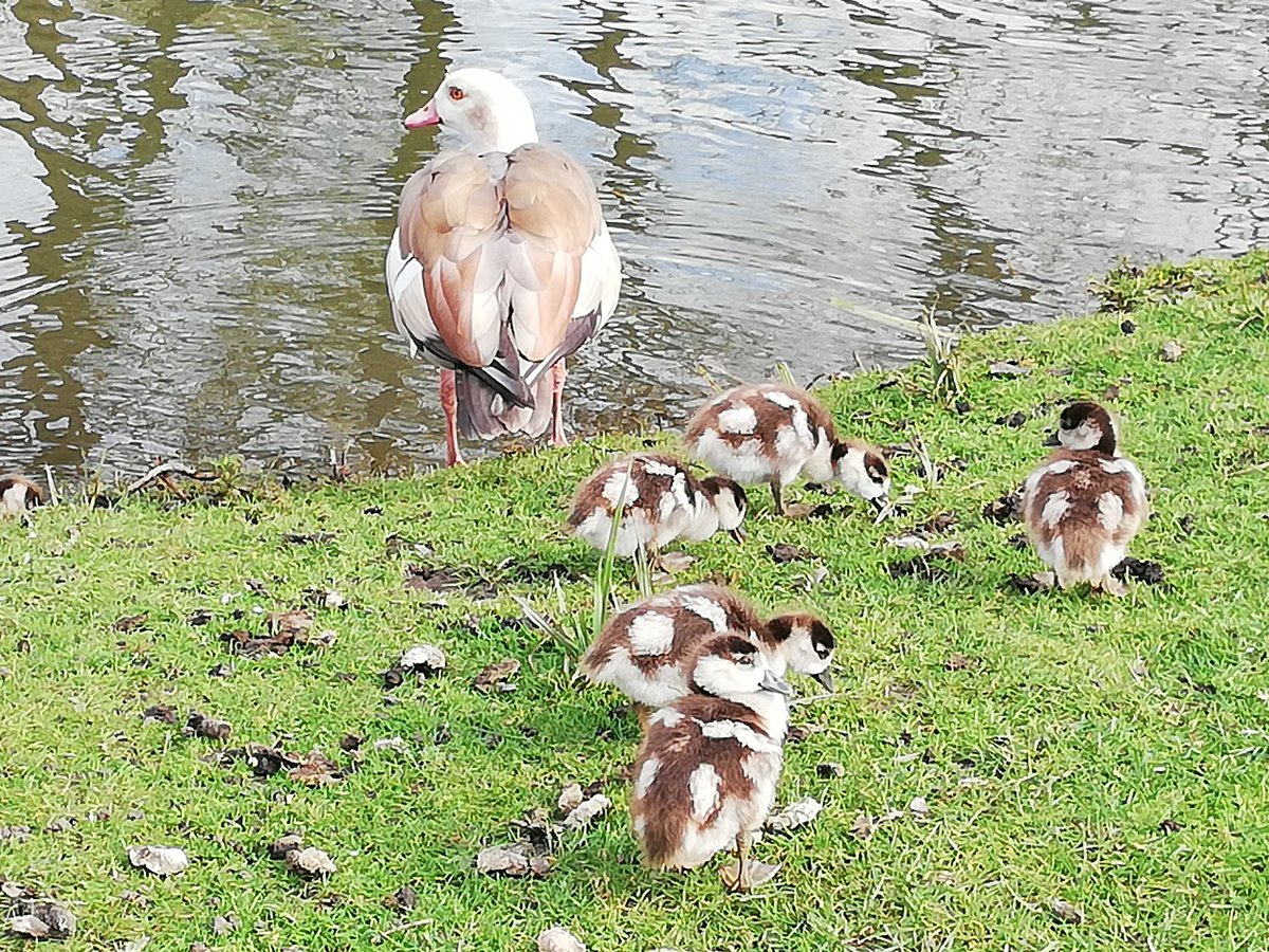 Egyptian Goose with babies, all part of this now delicate world #love Henley #loveEgyptianGeese