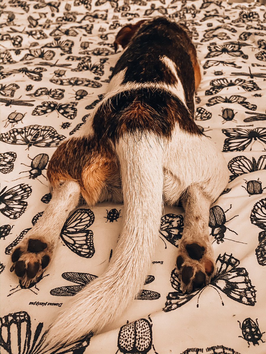 merczens's tweet photo. Kiedy masz dość polityki, popatrz na śpiącego psa 🐾 https://t.co/1NMe5BH4U0