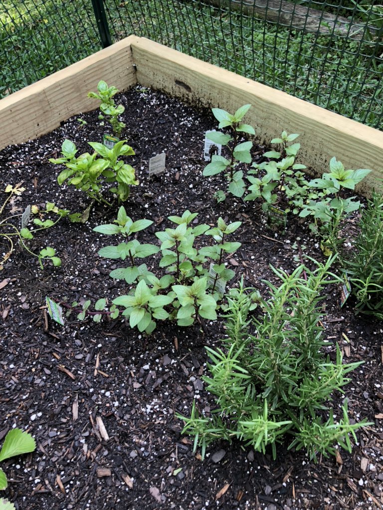 The backyard garden is growing! We will have tomatoes, strawberries, zucchini, a couple types of peppers, cilantro, rosemary, mint, and basil. 😊👍🏻🍅🥒🍓🌶<a href="/BBES_JMG/">BBES Junior Master Gardening Club</a> <a href="/bearbranchelem/">Bear Branch Elem</a> #BBE_Beyourbest