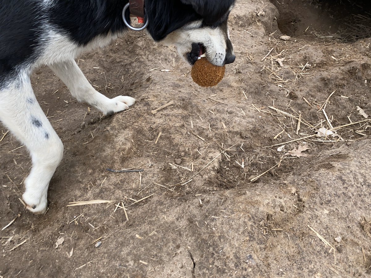 Colbert picked his favorite piece of chicken and immediately started carrying it around. There was a toy chicken thigh, too, but he only has eyes for the drumstick.