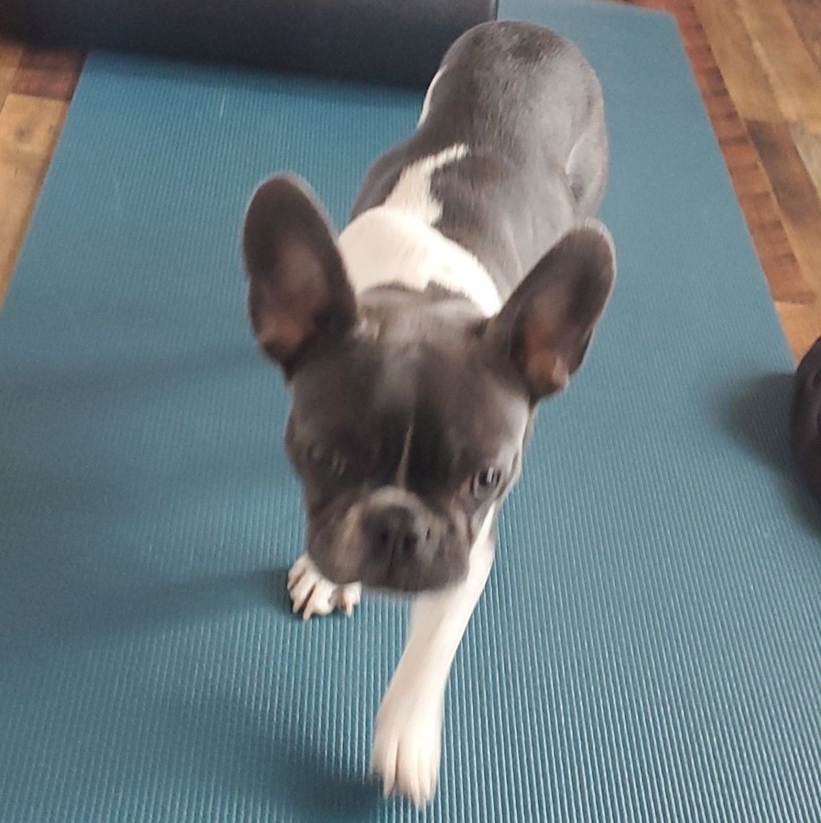 Please help us find our dog.  She was last seen by the Westminster Station Light Rail over by 72nd St. and Lowell Blvd.  Her name is Luna, but is only 6 months old.  Reward offered, please retweet if you've ever lost a pet.