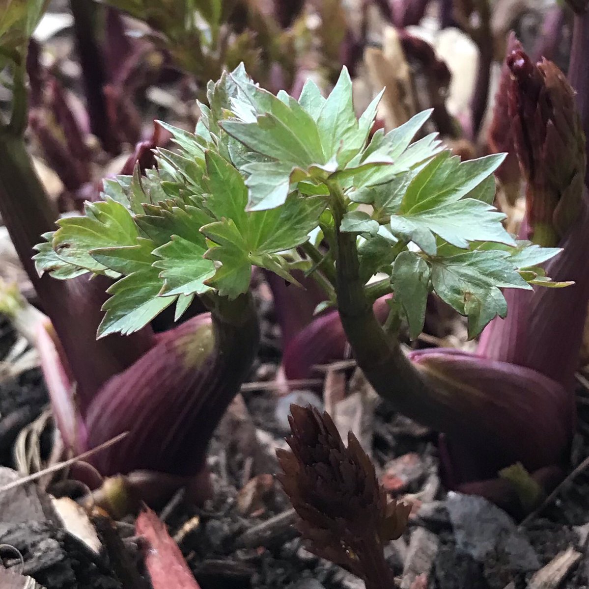 Perennial Lovage making an appearance 🌱 We cut it all the way back every year and it grows 5 or 6 feet tall by mid summer 🌿 Leaves, stalks, and seeds can be used as a substitute for celery or parsley when you’re looking for an anise-like undertone 🧑‍🍳

#ygkfarmtotable #ygk