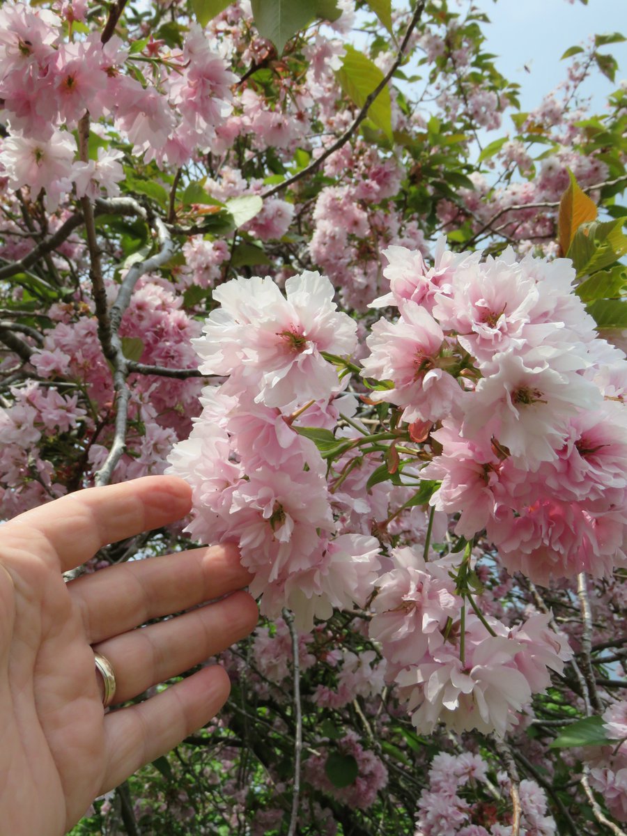 Kanzan is one of our most striking & abundant Jap cherries with masses of densely-clumped, bright pink double flowers that are initially accompanied by brown leaves. But the leaves soon turn green & the flowers fade pale pink. Many cherries change appearance as the blossom ages.