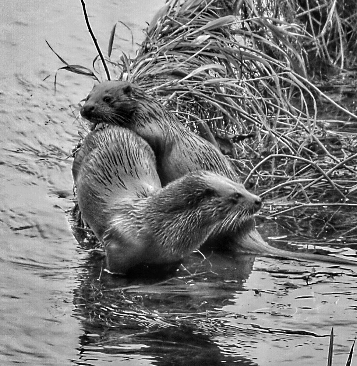 cootser's tweet image. Mother otter with her cub - I love getting up early to photograph these special  creatures.  Taken before the lockdown #Otters