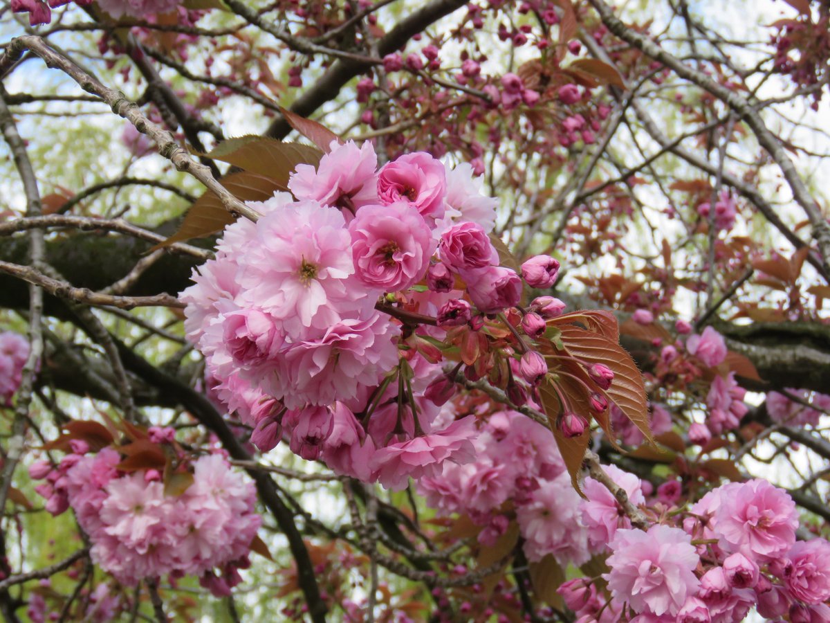 Kanzan is one of our most striking & abundant Jap cherries with masses of densely-clumped, bright pink double flowers that are initially accompanied by brown leaves. But the leaves soon turn green & the flowers fade pale pink. Many cherries change appearance as the blossom ages.