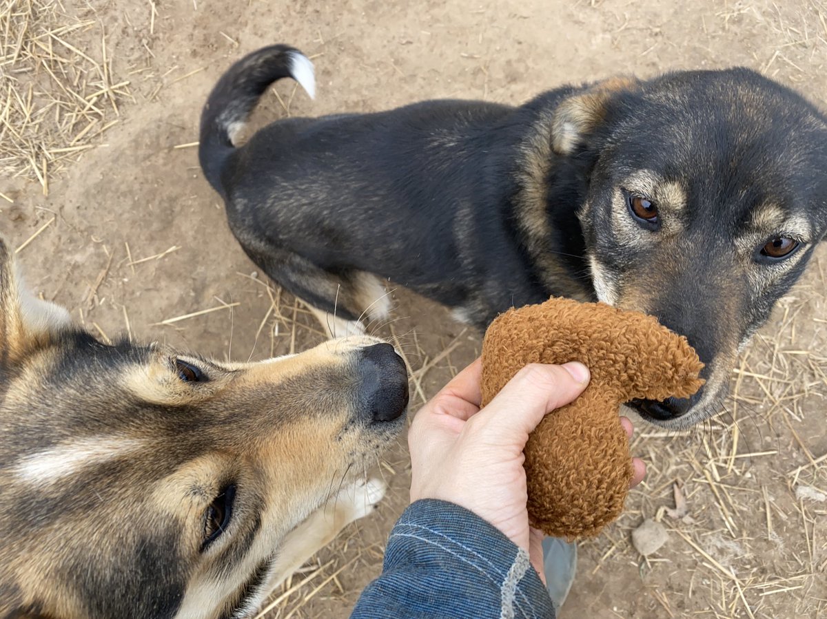 He reconsidered when Willow came over, but they ended up just sniffing each other instead.