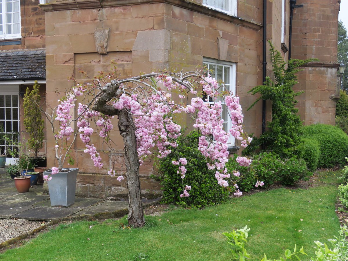 Looking a bit like Kanzan, but a smaller, strongly weeping tree with clumps of pink double flowers - let's hear it for Cheal's Weeping Cherry 'Kiku-Shidare'. Very popular for smaller front gardens.