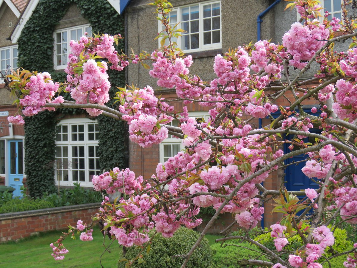 Looking a bit like Kanzan, but a smaller, strongly weeping tree with clumps of pink double flowers - let's hear it for Cheal's Weeping Cherry 'Kiku-Shidare'. Very popular for smaller front gardens.