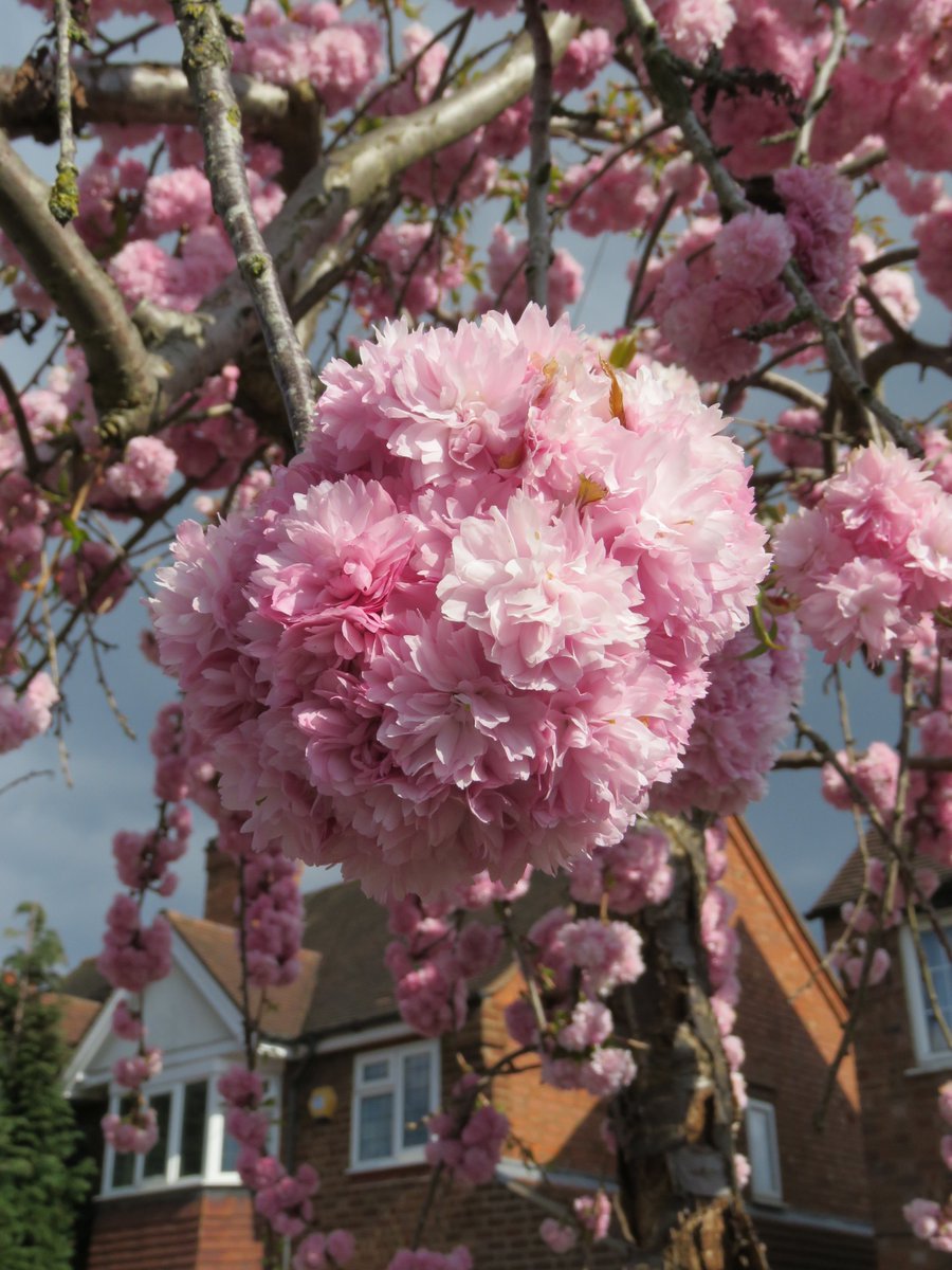 Looking a bit like Kanzan, but a smaller, strongly weeping tree with clumps of pink double flowers - let's hear it for Cheal's Weeping Cherry 'Kiku-Shidare'. Very popular for smaller front gardens.