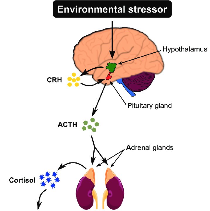 A thread on the relationship between the brain & immune system. This is very important during this time period!A healthy stress-response system is constantly adjusting its level of activation of relaxation.The “HPA axis” that is a web of communication between the..