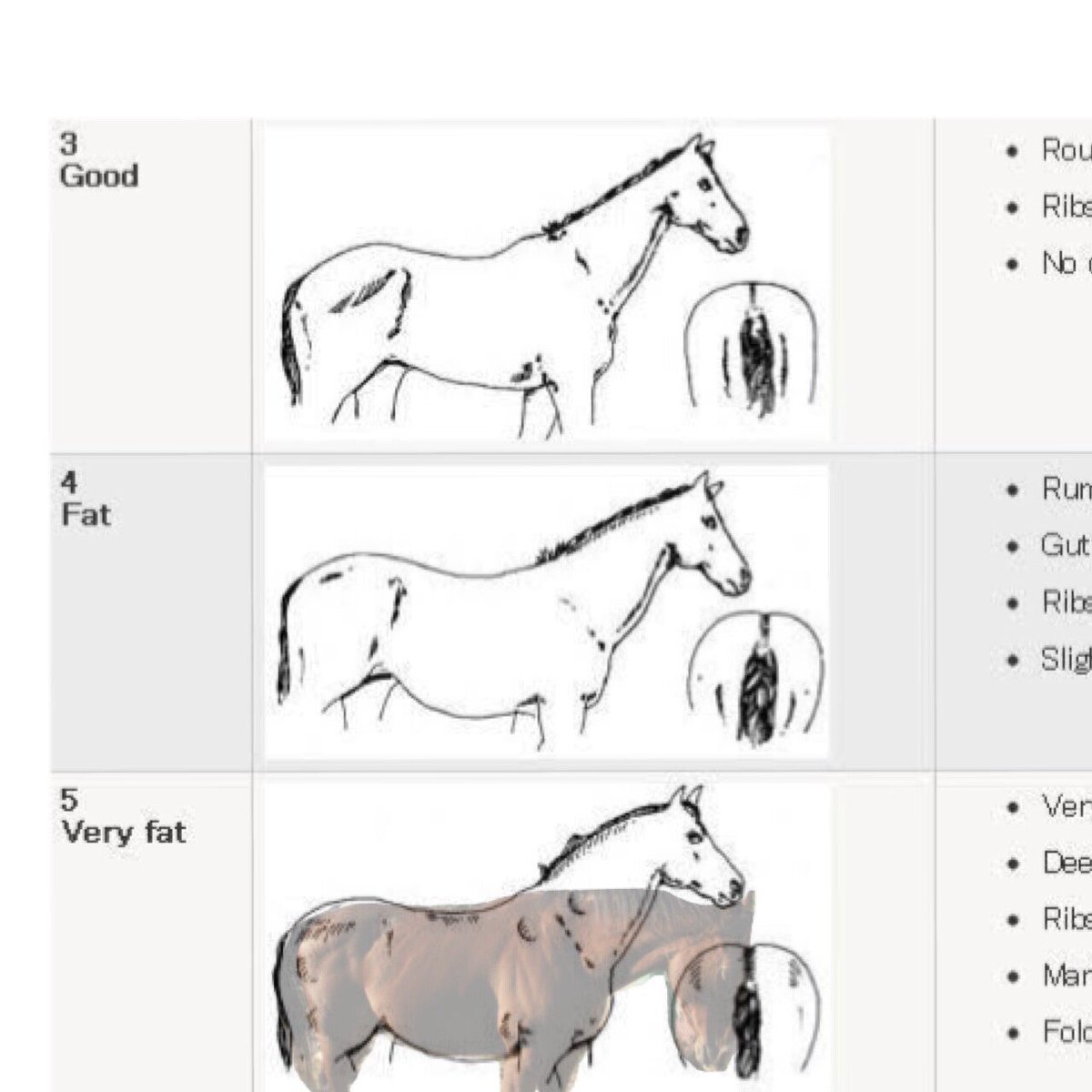 大阪市立大学馬術部 Uma Uma Ocu Twitter