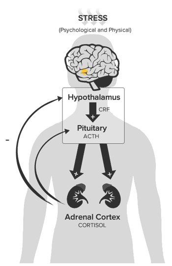 hypothalamus, pituitary gland, and adrenal glands.This system is working hard when you are under a lot of stress. All of us are now. Even if you don’t feel it, you’re currently going through a “negative feedback” loop in your system.It’s the same reason why people..(2/6)
