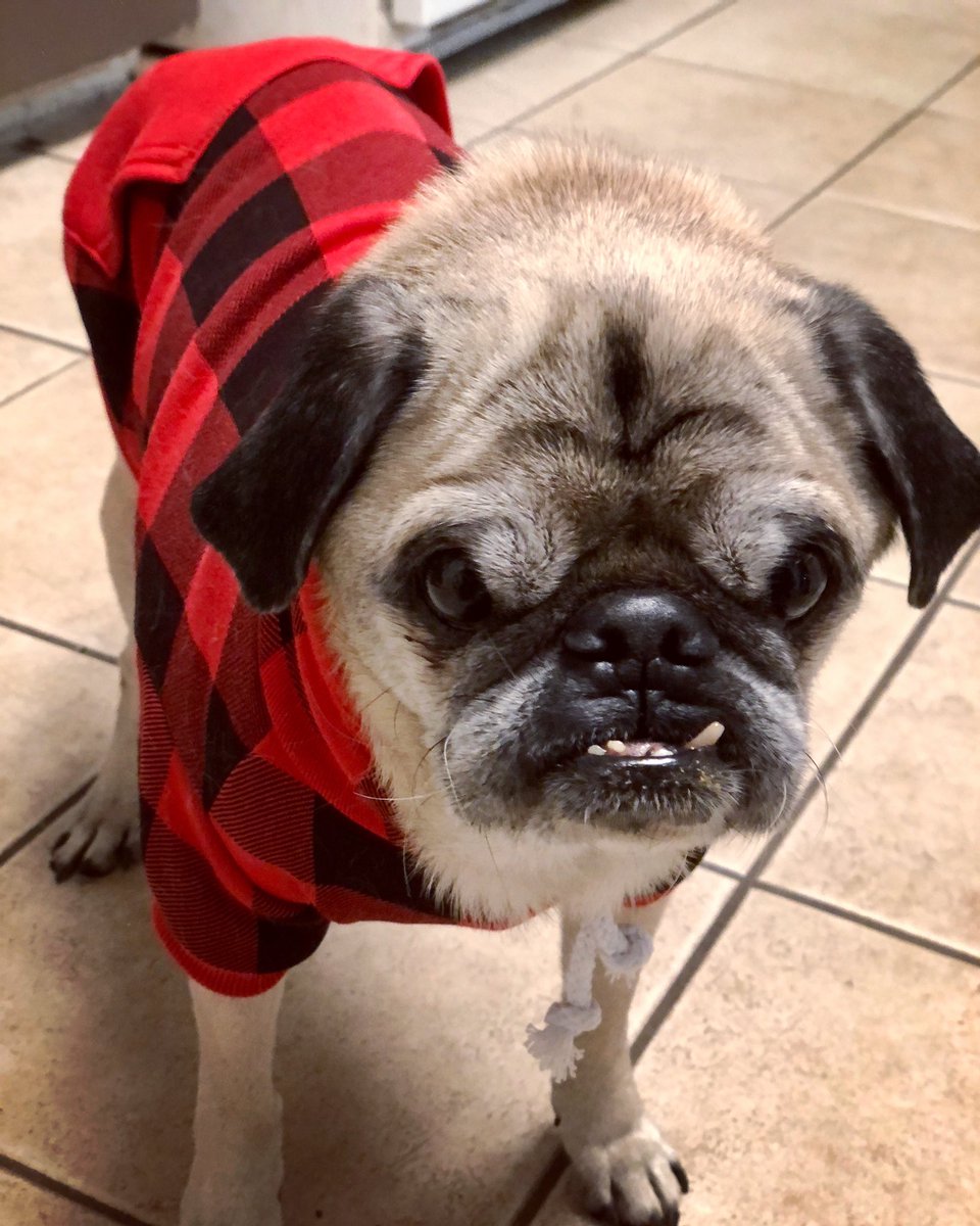 Dear <a href="/VancityReynolds/">Ryan Reynolds</a> &amp; <a href="/blakelively/">Blake Lively</a>, I just found out my dog has pancreatitis. My brother says the only cure is you guys doing Mystery Science Theater 3000 style commentary of <a href="/gossipgirl/">Gossip Girl</a>. Worth a shot? For Wolfie?? We could use the distraction. ❤️🐶 #MST3K #forwolfie