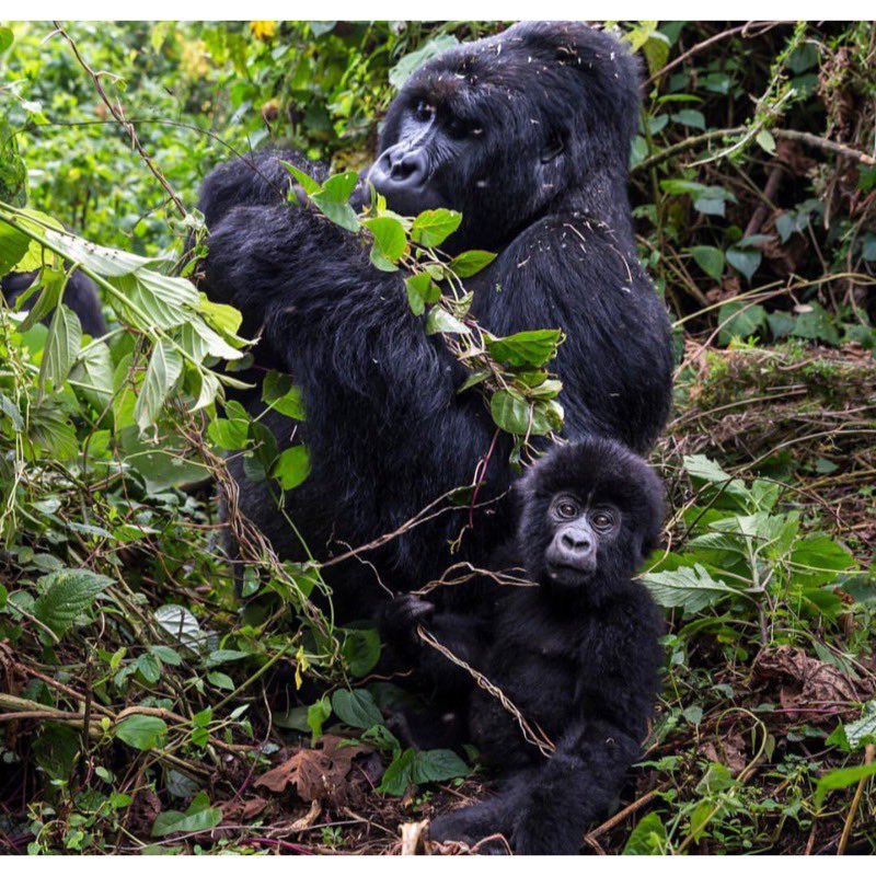 Virunga rangers are paid well under Congolese standards, and many of them have family and kids, but they are fiercely dedicated to the wildlife. One ranger told me that he sought a job as a ranger because he wanted to protect his neighbors...the gorillas.