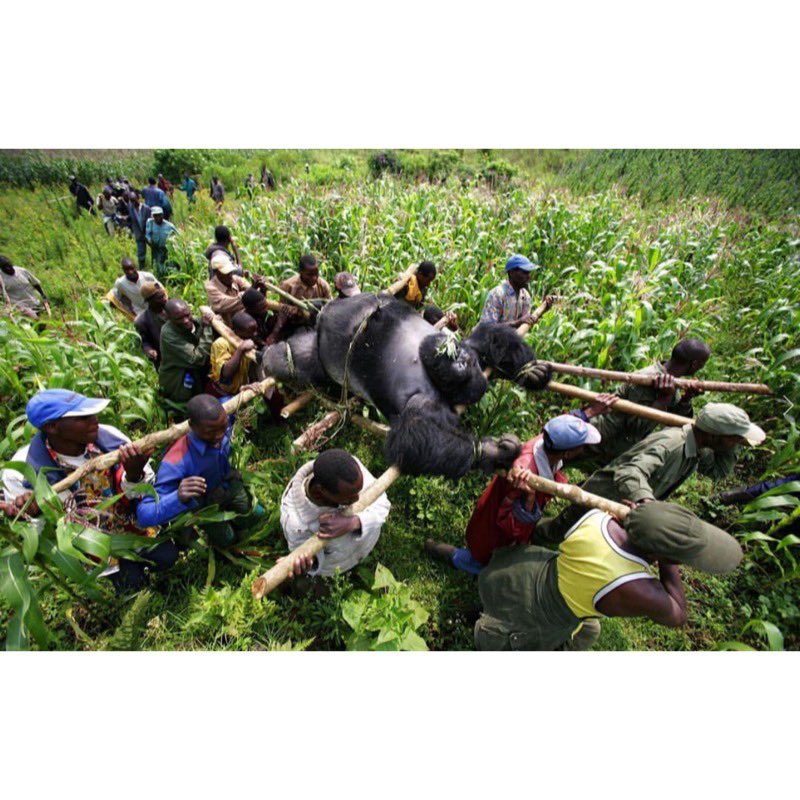 Things have gotten better in the past year in Virunga, but it’s still surrounded by violence from so many different groups I can’t list them in a tweet. And the rangers have had to bury too many of their gorilla neighbors and their human colleagues.