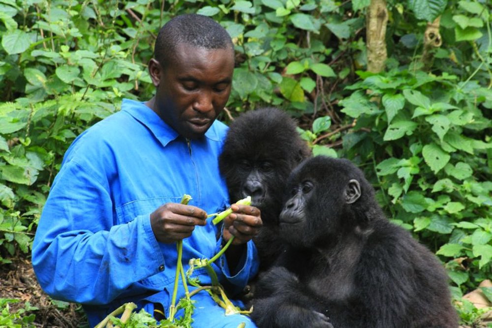 The Virunga rangers also protect the orphaned gorillas and their caregivers. There are fewer than 1200 mountain gorillas left in the entire world, so every orphan is precious and heavily protected.