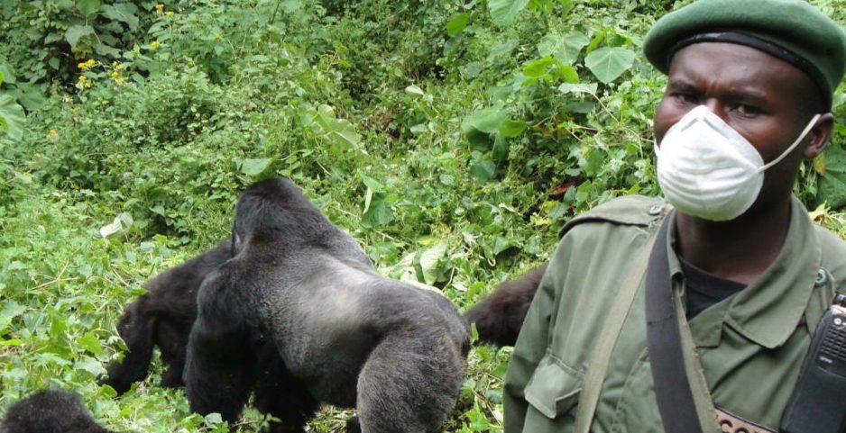 And now the Virunga rangers have the added responsibility of protecting the gorillas from a new terrorist: the Coronavirus. It would take just one gorilla contracting coronavirus to wipe out the entire population.