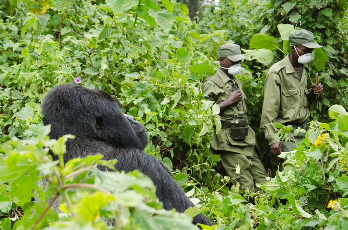 And now the Virunga rangers have the added responsibility of protecting the gorillas from a new terrorist: the Coronavirus. It would take just one gorilla contracting coronavirus to wipe out the entire population.