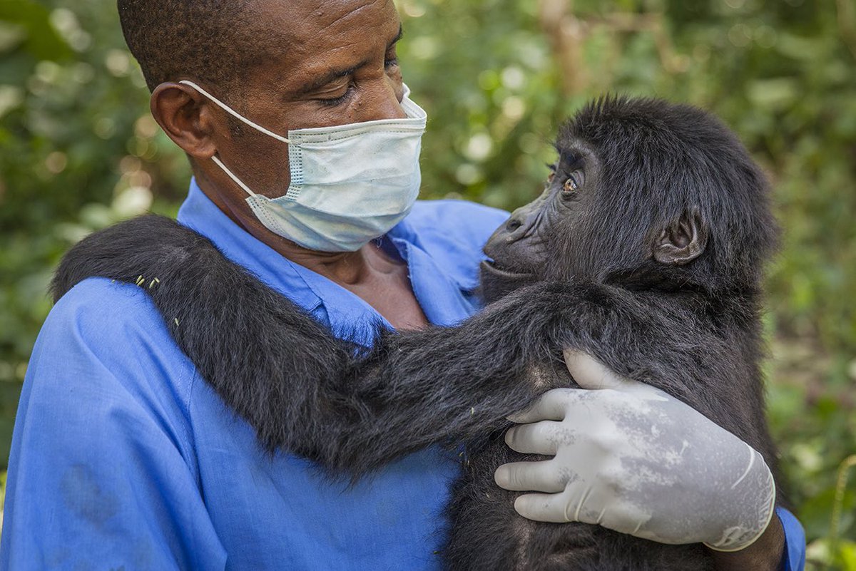 And now the Virunga rangers have the added responsibility of protecting the gorillas from a new terrorist: the Coronavirus. It would take just one gorilla contracting coronavirus to wipe out the entire population.