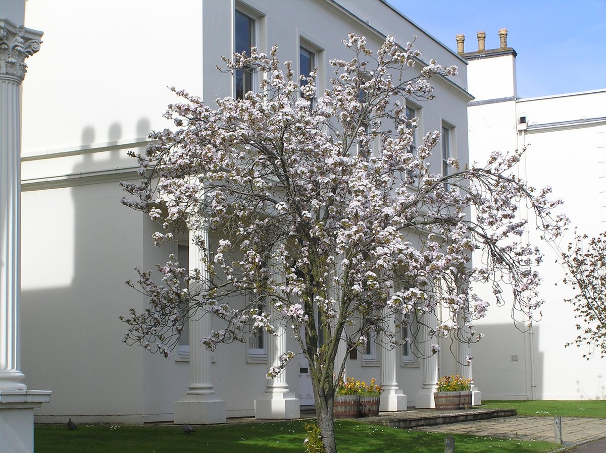 This one is usually quite easy to ID. It's called the Lombardy Poplar Cherry 'Amanagawa'. and is one of the most 'fastigiate' (upright) cherries when young but eventually broadens. Masses of pale pink, semi-double flwrs (6-15 petals) that smell like apple blossom.