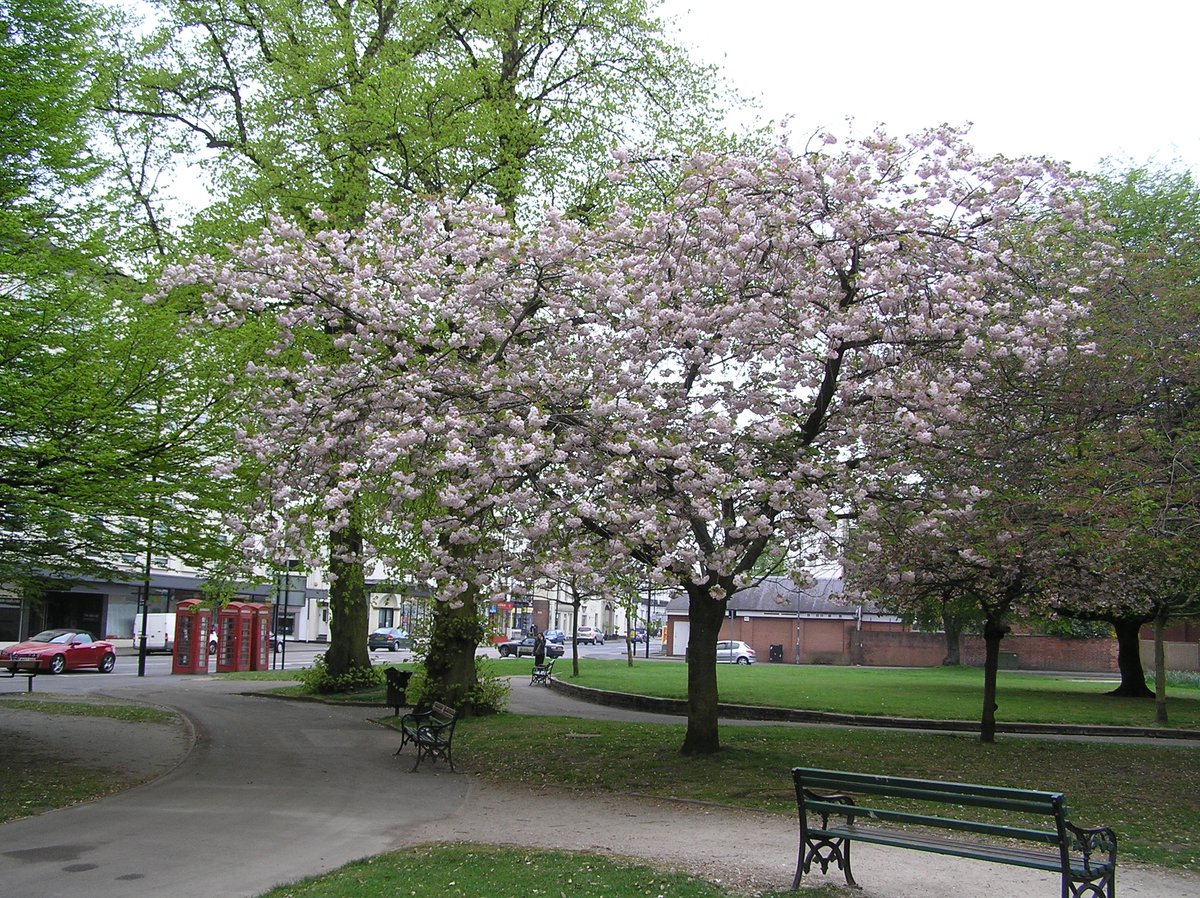 Two Japanese cherries are characterised by having disc-like double flwrs that resemble a spinning ballet dress, hanging in loose clumps from long, branched flwr stalks. The first to blossom is 'Ichiyo' which has green new leaves. It peaks before the pink Kanzan does.