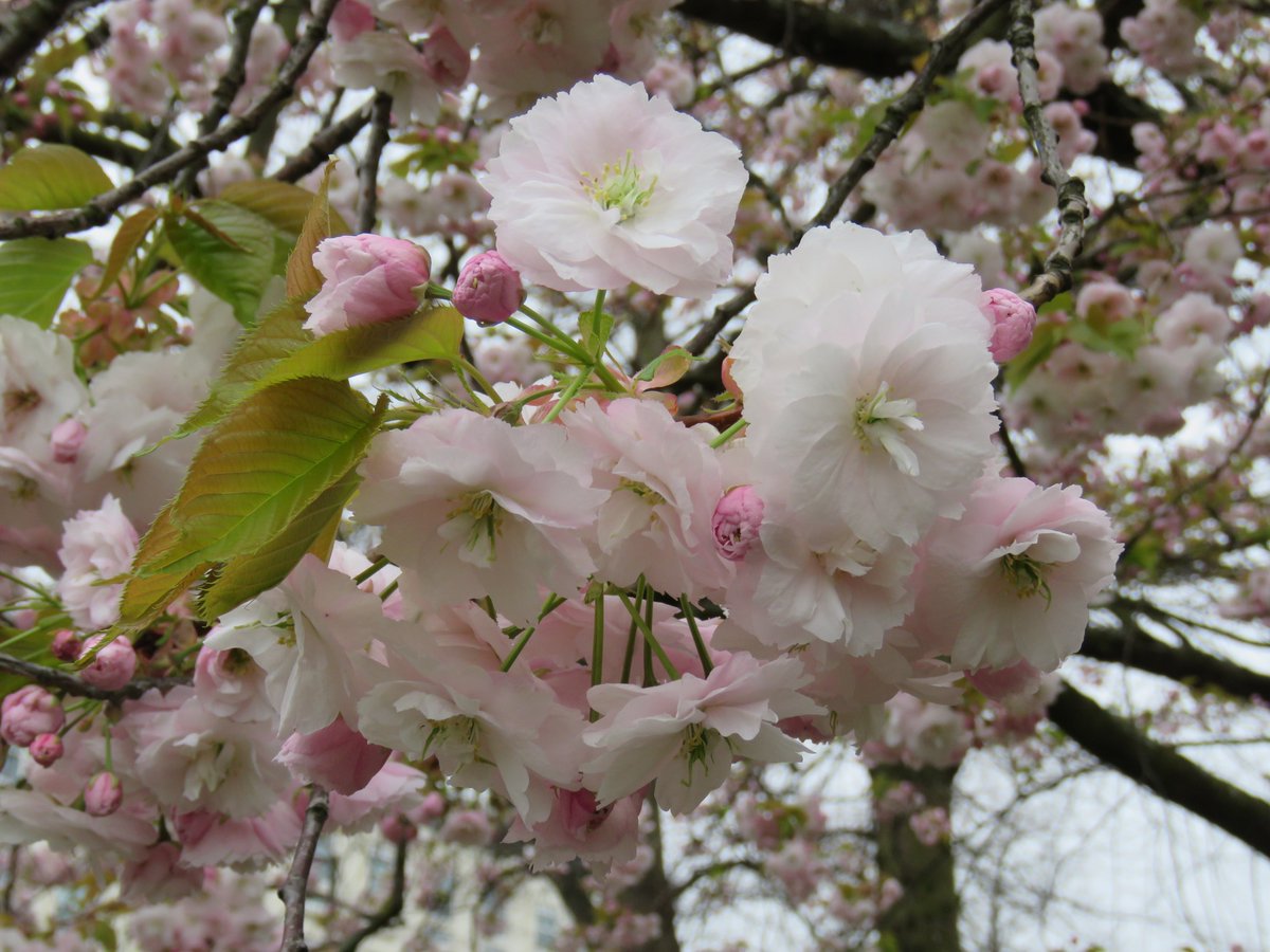 Two Japanese cherries are characterised by having disc-like double flwrs that resemble a spinning ballet dress, hanging in loose clumps from long, branched flwr stalks. The first to blossom is 'Ichiyo' which has green new leaves. It peaks before the pink Kanzan does.