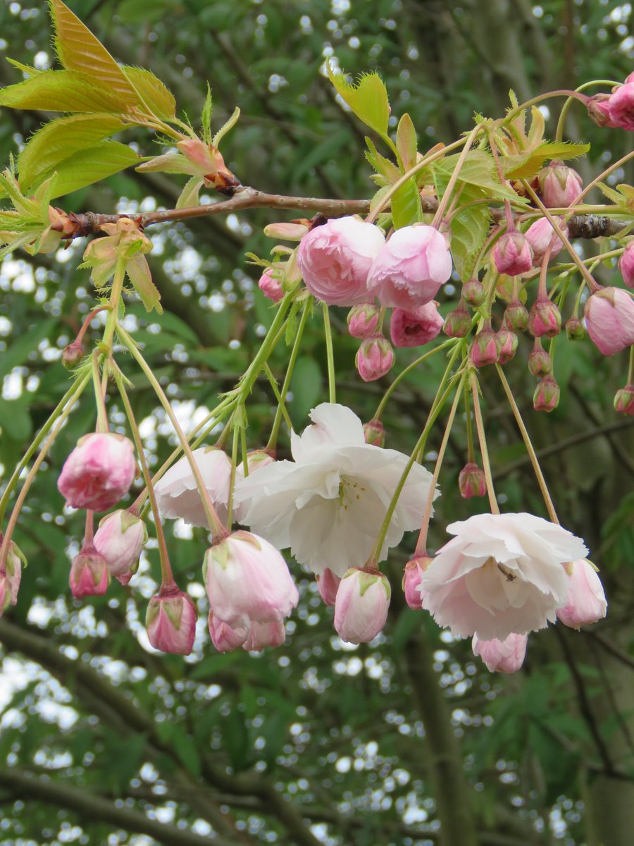 Two Japanese cherries are characterised by having disc-like double flwrs that resemble a spinning ballet dress, hanging in loose clumps from long, branched flwr stalks. The first to blossom is 'Ichiyo' which has green new leaves. It peaks before the pink Kanzan does.