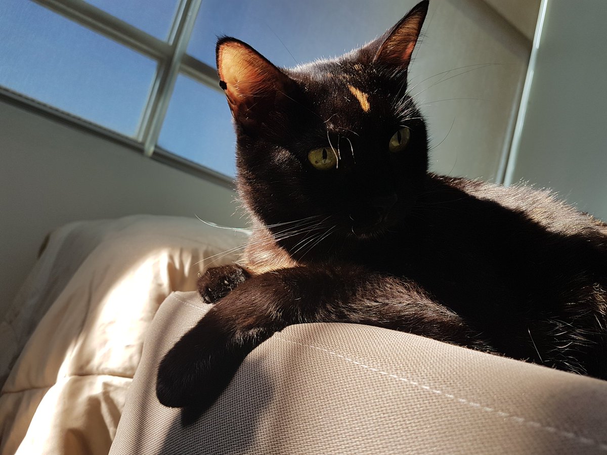 PanamaPaws's tweet photo. #tropicat https://t.co/PWdEI1Cc7m