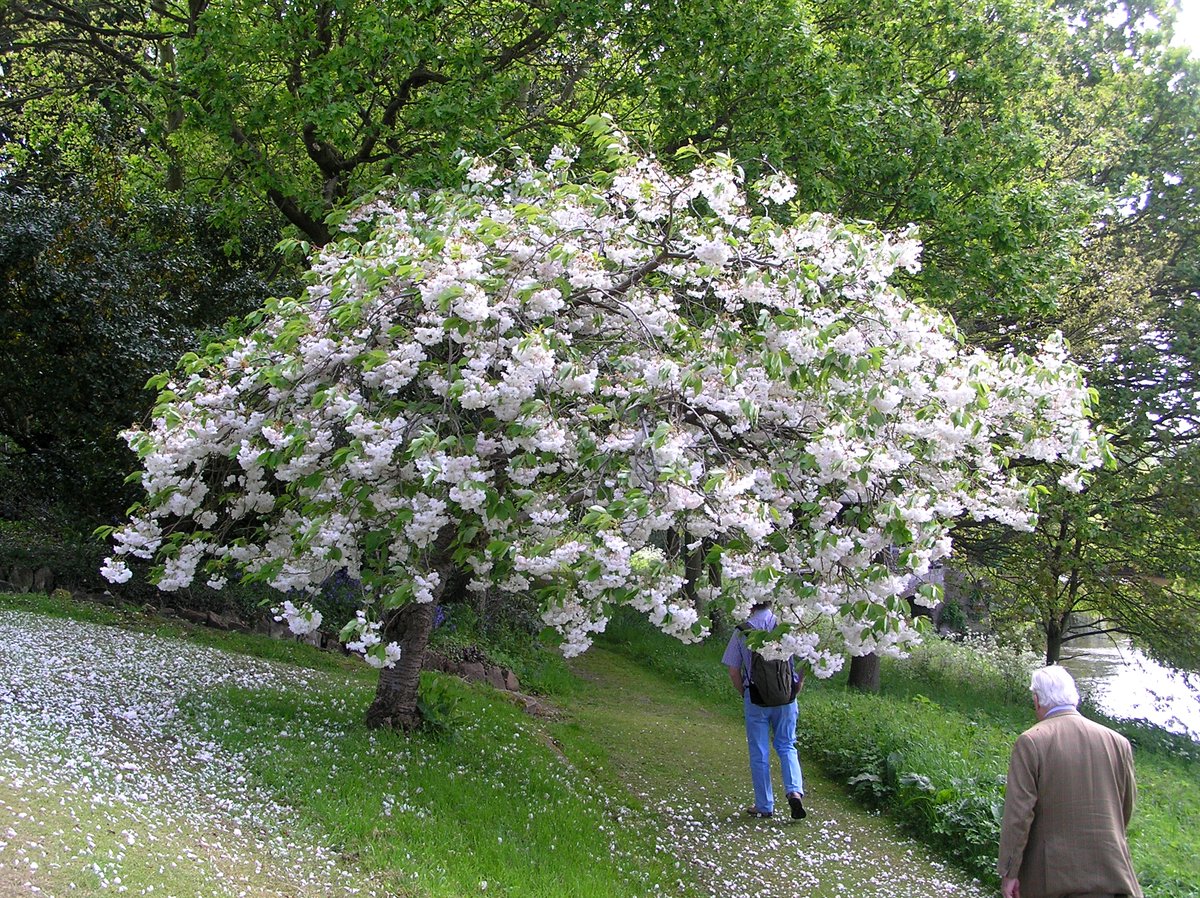 Flowering late alongside Shirofugen, after Kanzan has peaked (often into May), the stunning 'Shogetsu' (Shimidsu Zakura'). Masses of pure white flwrs emerging from pink buds hanging on long branched flwrs stalks with bright green new leaves. Always sad when that one finishes.