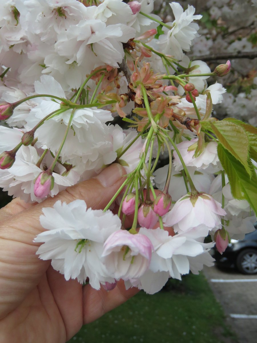 Flowering late alongside Shirofugen, after Kanzan has peaked (often into May), the stunning 'Shogetsu' (Shimidsu Zakura'). Masses of pure white flwrs emerging from pink buds hanging on long branched flwrs stalks with bright green new leaves. Always sad when that one finishes.