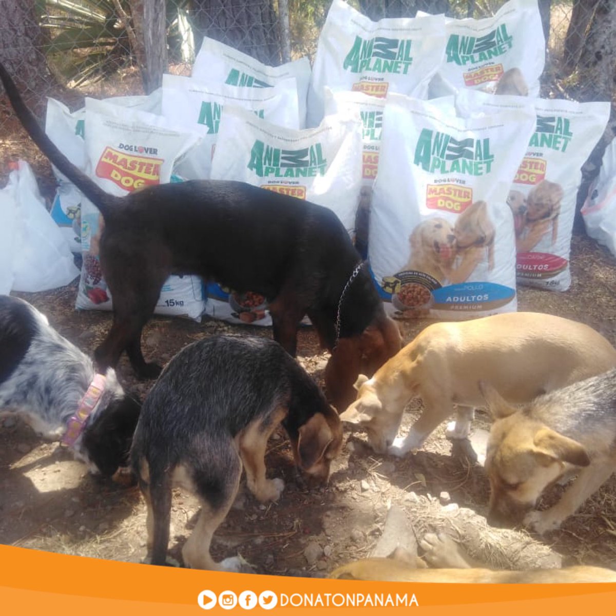 donatonpanama's tweet photo. Master Dog es una Marca Amiga de los animales sin hogar 👍🏽
La ayuda llegó hasta Boquete a Dogcamp recibió la donación de 10 sacos de 18 Kg de Master Dog 👍🏽
#DonatonPorLosAnimalesSinHogar2020 #PetsWorldMagazine #RSE #DonatonPanama #Donaton #QuédateEnCasa #DonatonVirtual https://t.co/r3FHWaagJZ