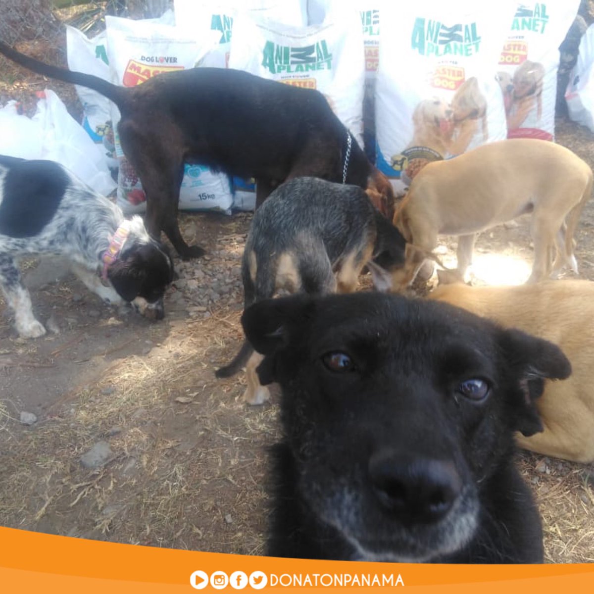 donatonpanama's tweet photo. Master Dog es una Marca Amiga de los animales sin hogar 👍🏽
La ayuda llegó hasta Boquete a Dogcamp recibió la donación de 10 sacos de 18 Kg de Master Dog 👍🏽
#DonatonPorLosAnimalesSinHogar2020 #PetsWorldMagazine #RSE #DonatonPanama #Donaton #QuédateEnCasa #DonatonVirtual https://t.co/r3FHWaagJZ