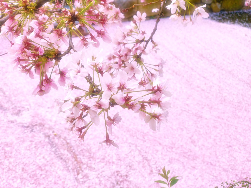 Waraku 京都 和楽 桜 花筏 桜の絨毯 高瀬川 高瀬川でも桜の絨毯 花筏がありました 京都の桜も終盤に コロナウィルスも終盤になって欲しい T Co 4yh381pzvn Twitter