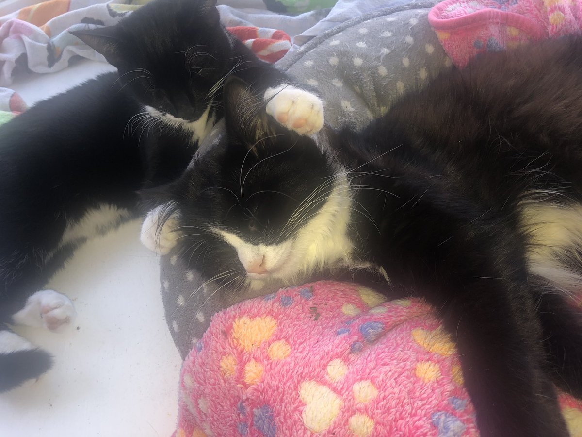 Sophssbee's tweet photo. @thecapacitycat @Eminem @professorgreen She wants to help her mum with assessments obviously! PLEASE tell Zelda I love her x x https://t.co/xYGYwGQvAN