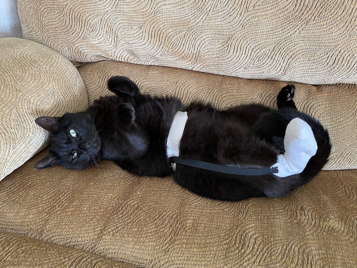 My cat cut his back paw open and had to get stitches. He was strapped in the cone of shame to keep him from ripping them out and was a very sad sausage so my mother and I Macguyvered an alternative😺
#QuarantineCats #CatsOfTheQuarantine #CatsOnLockdown
