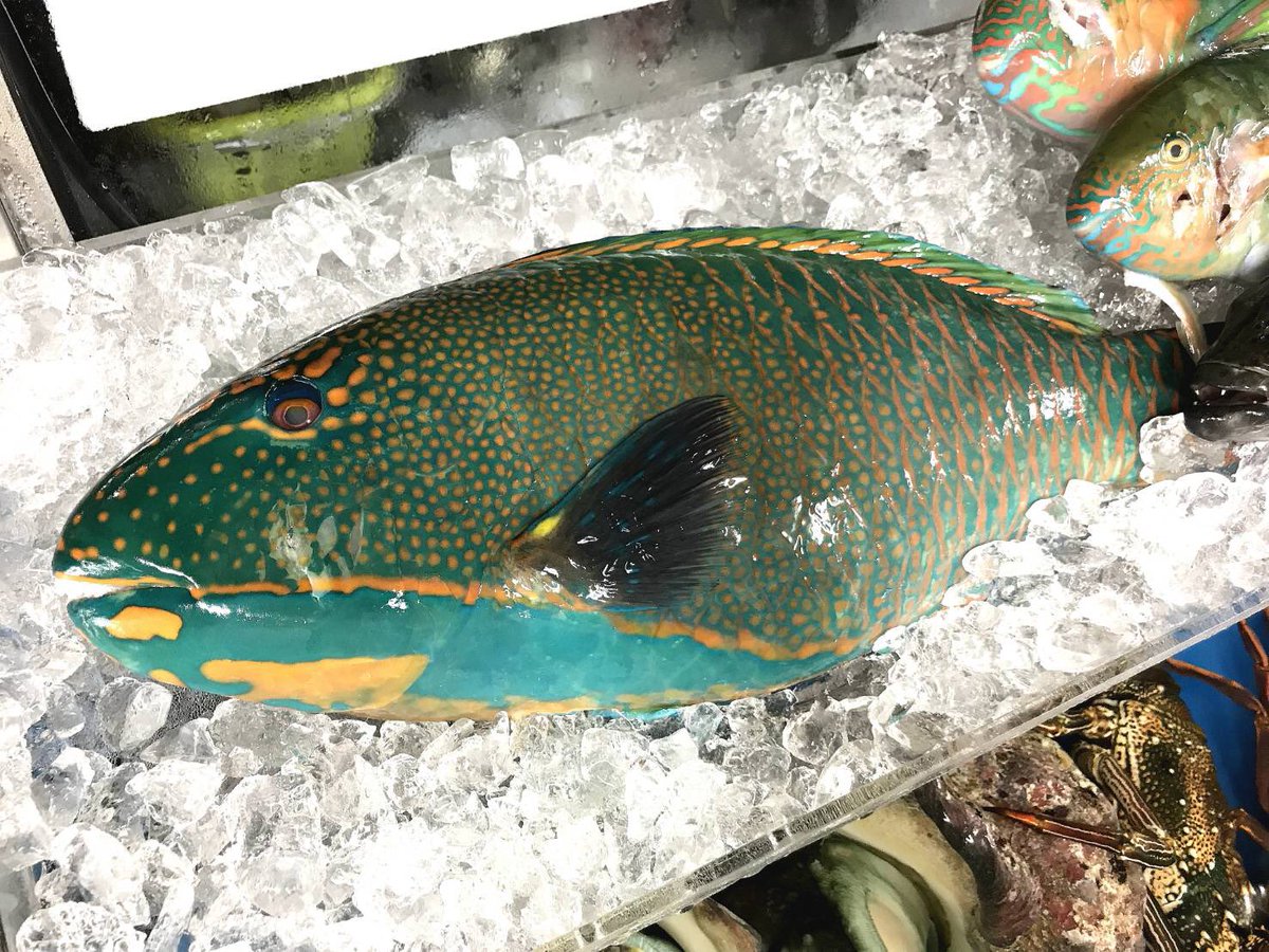 へんな魚おじさん お魚クイズ Ryuさんからの出題です Ryusan Fish この魚なーんだ