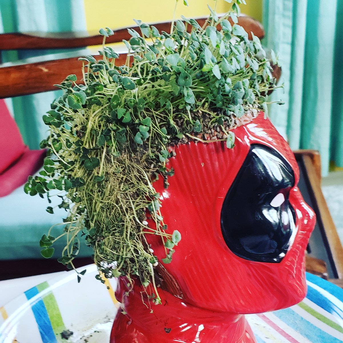 ShannonMarie813's tweet image. @VancityReynolds there might be a struggle over here with this @Deadpool @ChiaPetOfficial #growstoofast #manscaping