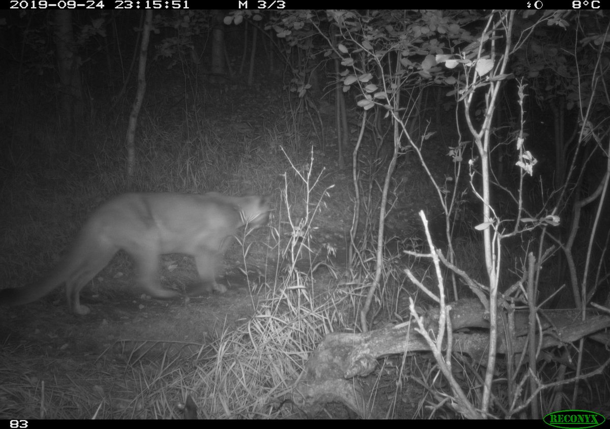 weaselheadpark's tweet photo. Who has been hanging around Calgary parks?
Can you identify the #wildlife in the photos below from Weaselhead &amp; @fish_creek?
#yyc #calgarycaptured #nationalwildlifeweek #abwildlifeweek #WildlifeWednesday https://t.co/ZQ0ph3YB33
