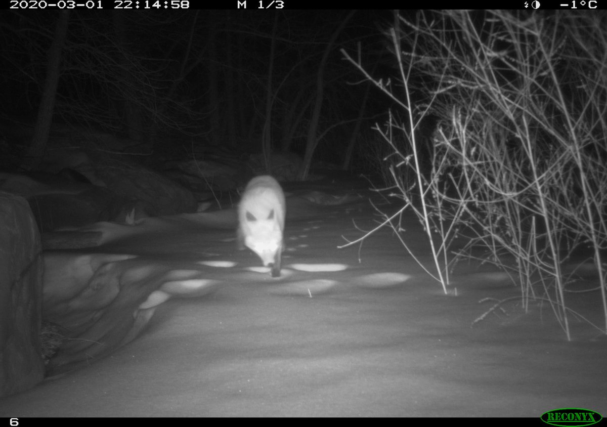 weaselheadpark's tweet photo. Who has been hanging around Calgary parks?
Can you identify the #wildlife in the photos below from Weaselhead &amp; @fish_creek?
#yyc #calgarycaptured #nationalwildlifeweek #abwildlifeweek #WildlifeWednesday https://t.co/ZQ0ph3YB33
