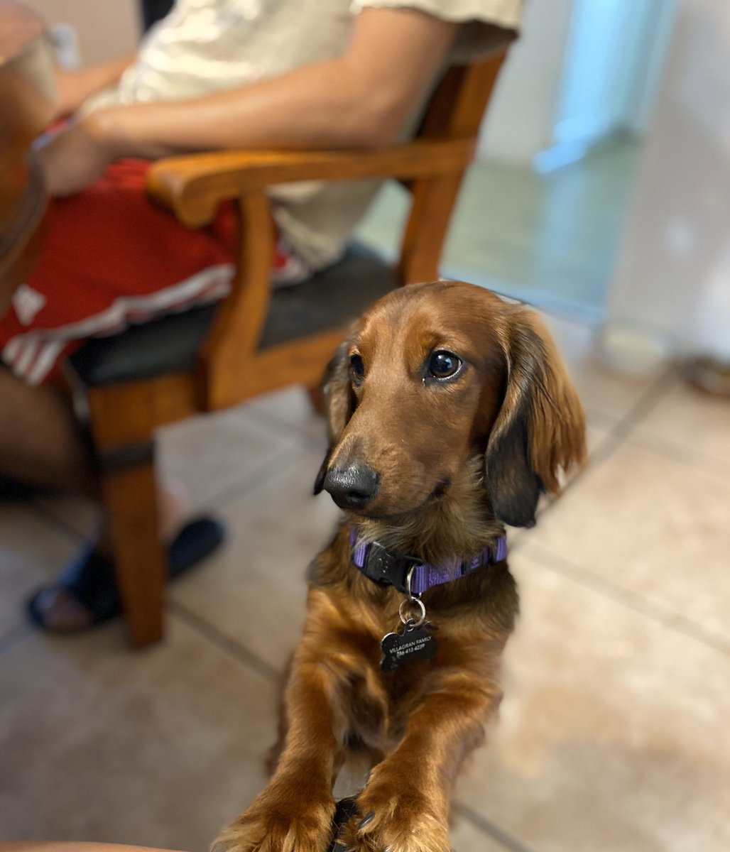 _brianaaav's tweet photo. This is my little man Mercury..  😍 https://t.co/esKWktADGr