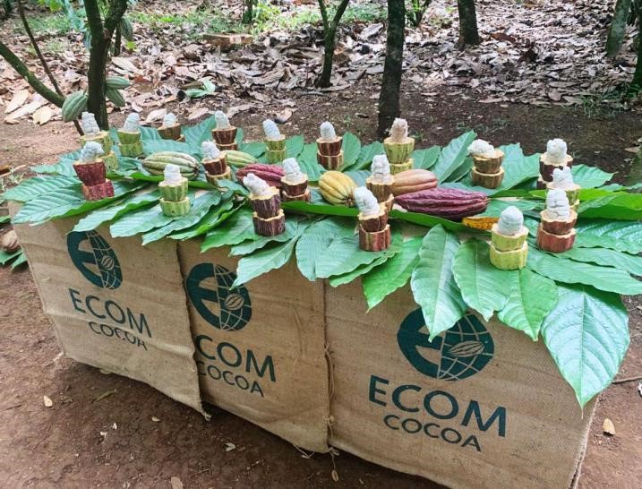 Secam_Oficial's tweet photo. La #SAGyP recorrió la Finca Badenia, en #Tapachula, para dar a conocer el potencial productivo de 14 hectáreas de plantaciones de cacao a la  empresa ECOM de México quienes reconocieron la rentabilidad y sustentabilidad del proceso de producción en #Chiapas. https://t.co/g7T1C89qVh