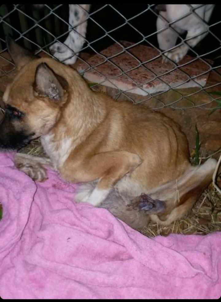 edithortizg's tweet photo. RT FUERTE⚠️💔🐾😭😭😭 Sin palabras.. Lo Ingresamos de Urgencia a @laquintavet 💔🐾 queremos Salvar su Vida.. Sin Fondos.. Giro 0982140667 Vision Ahorro 4031041 Edith Ortiz C.I 2196940 #NoalaCrueldaddeAnimalesenPy #PakoRescateParaguay @hector_rubin @perdidospy @MarisLlorens https://t.co/RcEzrOKArK