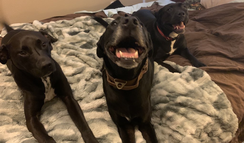 SweetGoodGirl1's tweet photo. My heart is full I have all three of my pups โค๏ธ๐โค๏ธ #AudiMay #Gus #Piggums #PupMom ๐ถ๐ถ๐ถ https://t.co/1TgaxD1Ty5